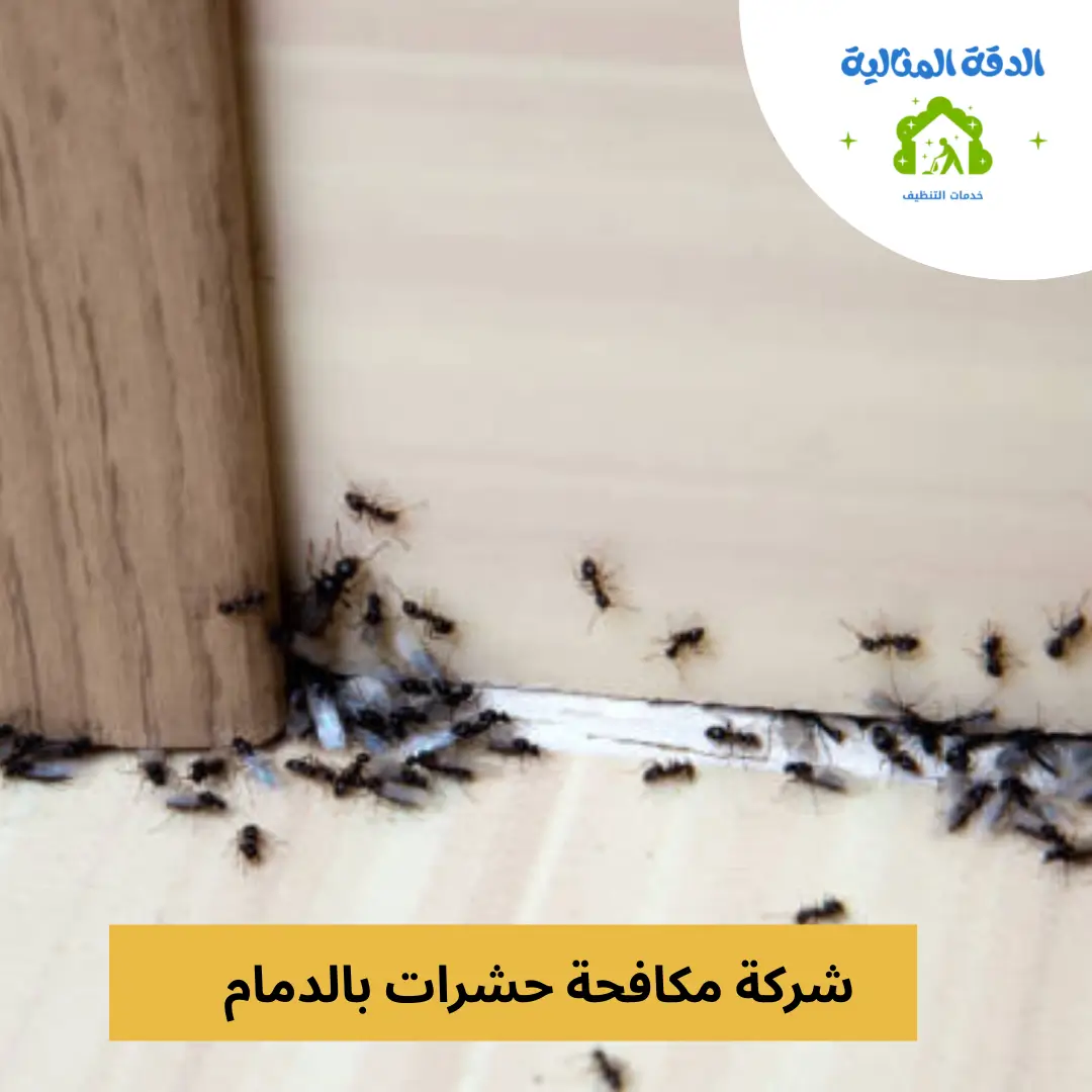 شركة مكافحة حشرات بالدمام