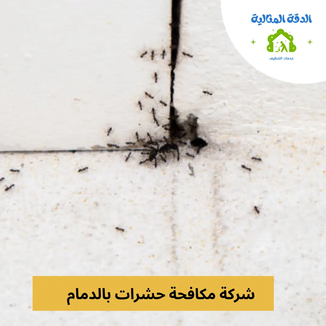 شركة مكافحة حشرات بالدمام