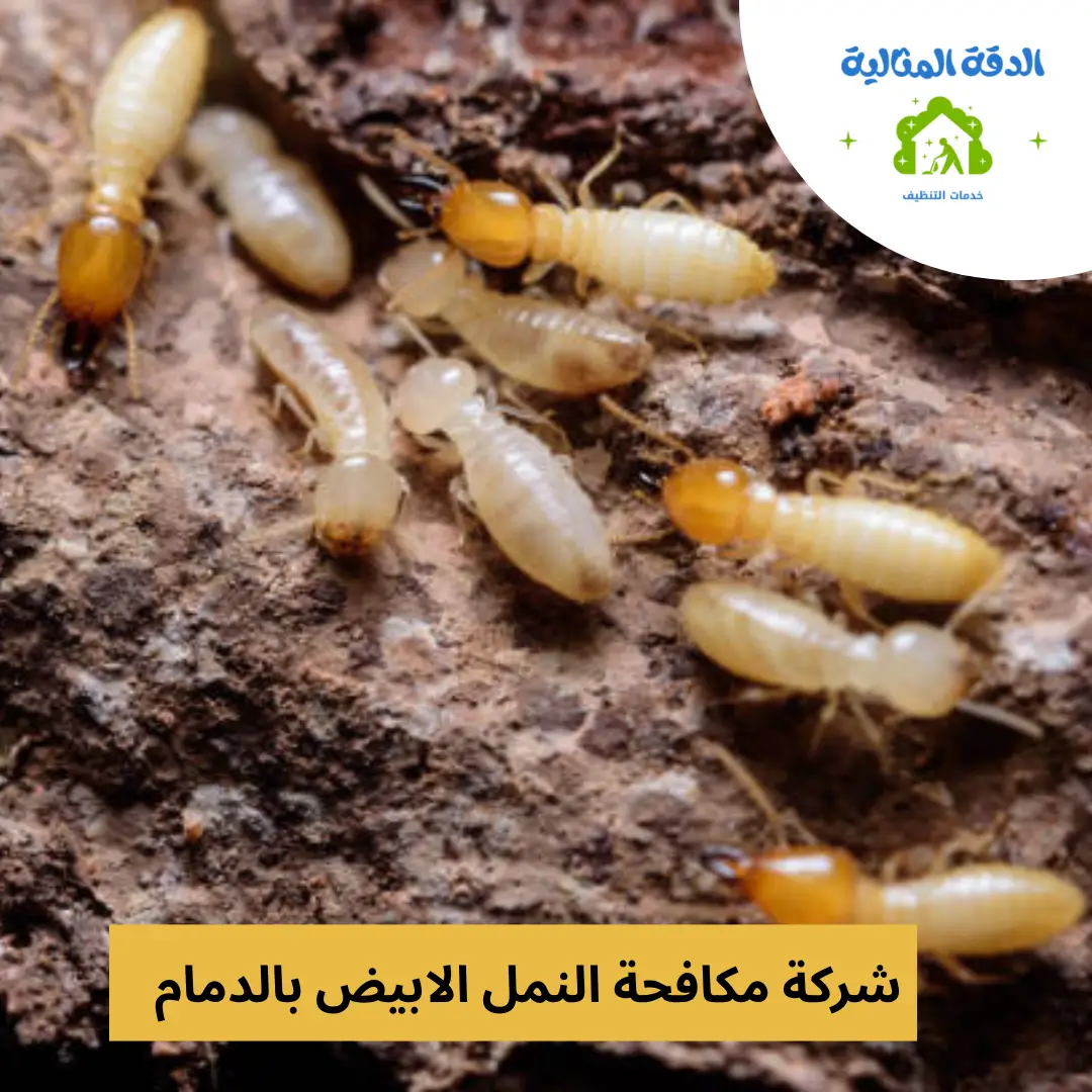 شركة مكافحة النمل الابيض بالدمام