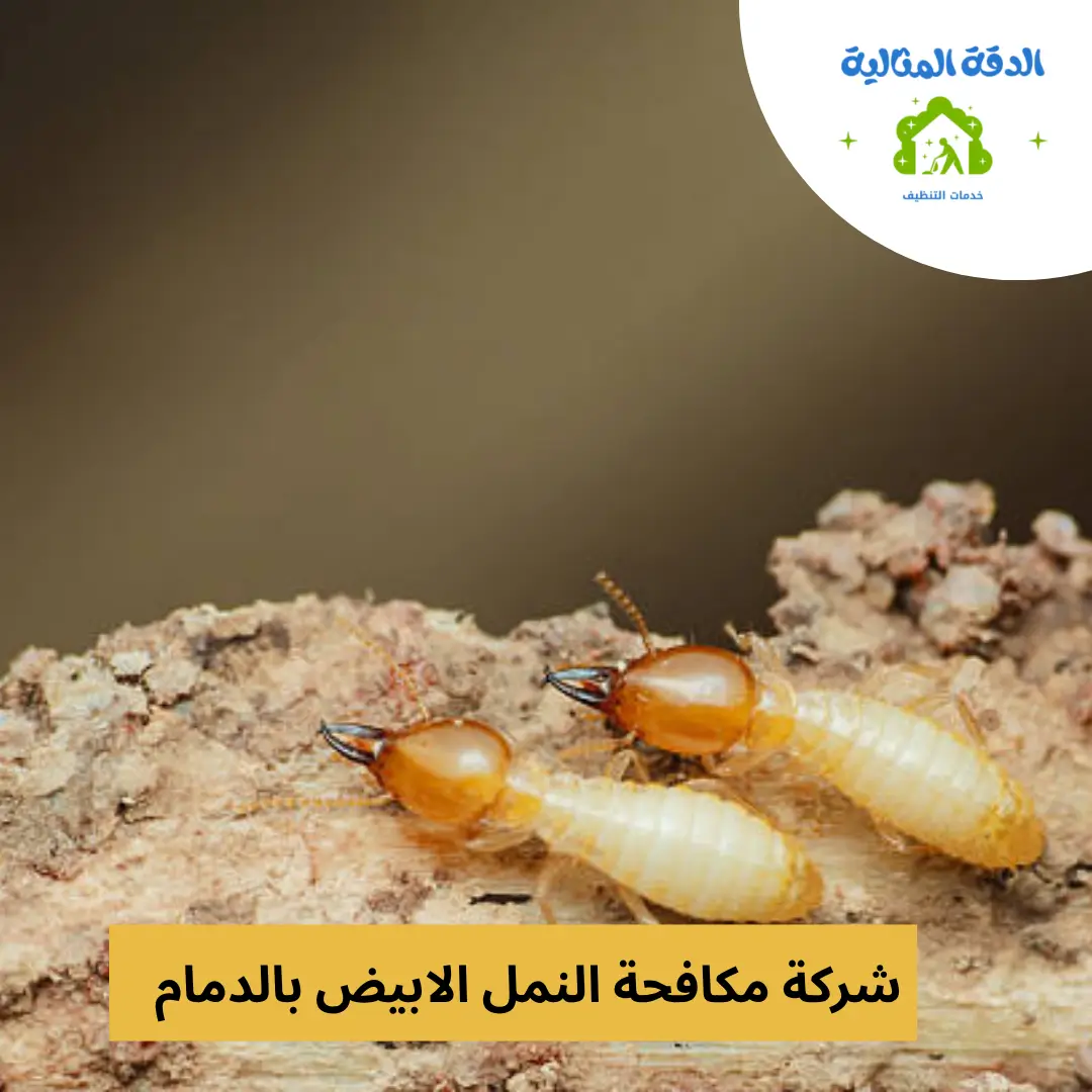 شركة مكافحة النمل الابيض بالدمام